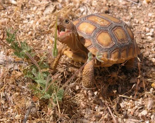 Desert Tortoise eating a plant